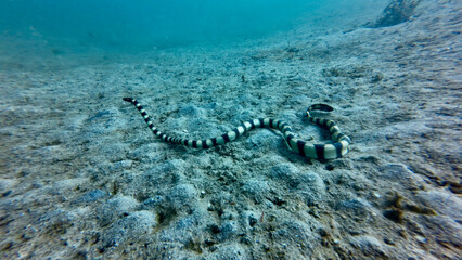 A banded sea krait glides gracefully over the sandy seabed. The striped sea snake moves through...