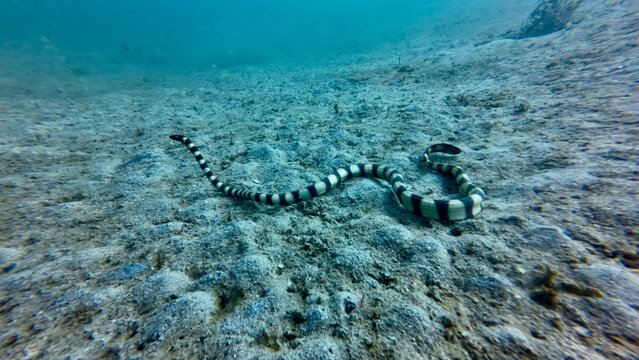 A banded sea krait glides gracefully over the sandy seabed. The striped sea snake moves through clear tropical water with calm precision.