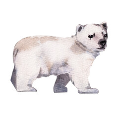Polar bear. Cute polar bear cub watercolor hand drawn illustration isolated on white. Wild animals at the north pole. Illustration suitable for print, pattern, sticker, textile, book, encyclopedia © Margarita
