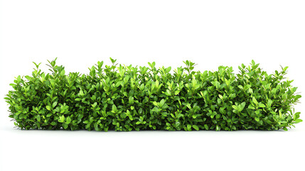 Obraz premium Bright green shrub fence isolated on white background, clean eco design and property boundary concept