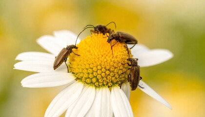 Close-up of insects perched on a daisy flower showcasing natural beauty in detail