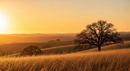 Golden sunset bathes a lone tree on a grassy hill creating a peaceful and serene landscape perfect for backgrounds and nature themes