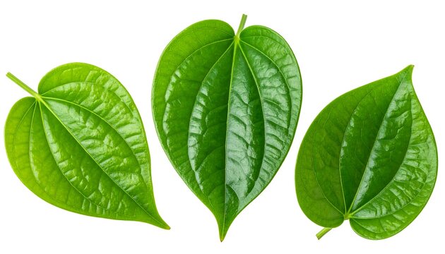 Three Vibrant Betel Leaves Isolated on White Background.