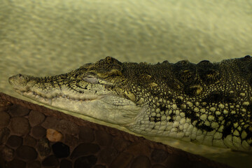 Crocodile resting near water in a zoo enclosure