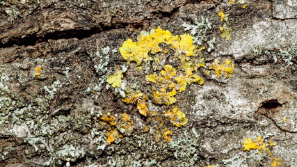 lichen on tree bark