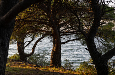 Pine trees by the sea in warm sunset light, concept of coastal forest and balance between land and water. Natural scenic landscape with copy space