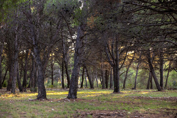 Fototapeta premium Dense pine forest in evening light, natural woodland texture and calm outdoor mood. Concept of sustainability, peace, and connection with nature
