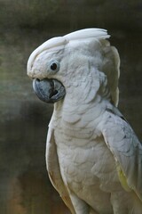 close up of a Cacatua alba