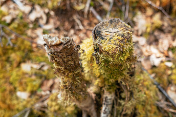 Vibrant green moss on forest floor mound