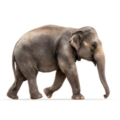 Majestic Elephant on the Move: A solitary elephant walks purposefully, showcasing its impressive size and the textures of its wrinkled skin, against a bright, expansive backdrop.