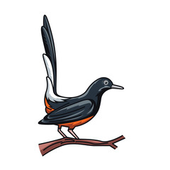 magpie robin illustration  vector element design template