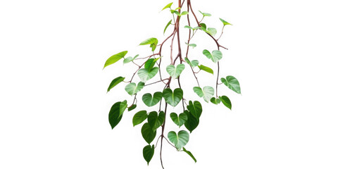 Obraz premium Delicate Vines and Green Leaves Cascading Downward in Natural Beauty.