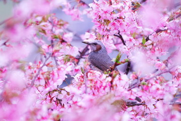 満開の美しい桜とヒヨドリ