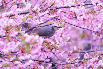満開の美しい桜とヒヨドリ