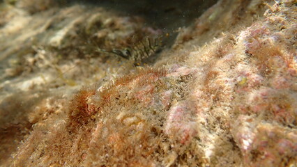 Cyanobacteria marine sludge-weed or brush weed (Symploca hydnoides) undersea, Ligurian Sea, Italy, Imperia