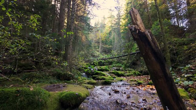 Beautiful forest valley with mossy stones and soft sunlight, slow motion view of calm mountain creek surrounded by trees
