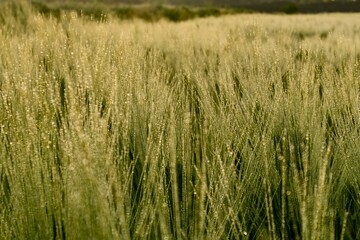 Dew-kissed green field at sunrise, sparkling droplets on grass