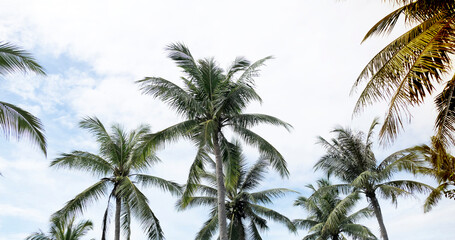 Green palm tree against blue sky and white clouds