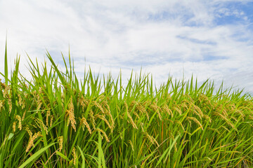 Cloudy skies, autumn rice fields, rice ears	