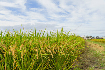 Cloudy skies, autumn rice fields, rice ears	