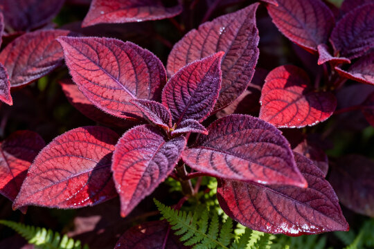 Vibrant Bloodleaf (Iresine Herbstii) Foliage: Close-Up of Velvety Red and Purple Leaves with Contrasting Green Veins in Bright Sunlight, Botanical Detail.