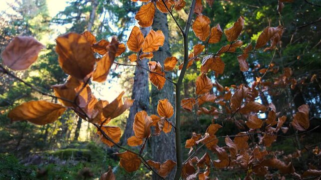 Slow motion of autumn leaves moving in sunlight, captured in forest with warm tones and soft wind creating seasonal atmosphere