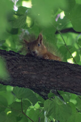 calm squirrel amidst leafy canopy, serene squirrel nestled among shadedappled foliage in trees © Pavel Gorshkov