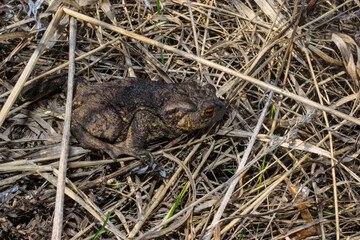 camouflaged toad amidst dry foliage, subtleeyed frog blends into arid grass and wetland surroundings