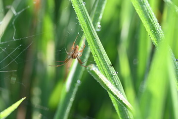 Philodromidae spider in rice field. Its common names philodromid crab spiders and running crab spiders. This is a family of araneomorph spiders.