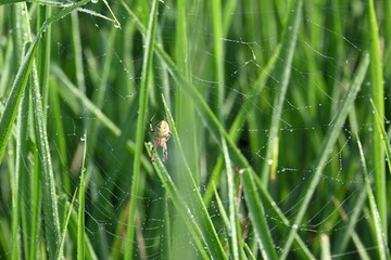 Philodromidae spider in rice field. Its common names philodromid crab spiders and running crab spiders. This is a family of araneomorph spiders.