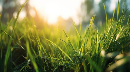Fresh green grass in a field with golden sunlight. Nature background. Spring or summer landscape for environmental concept.