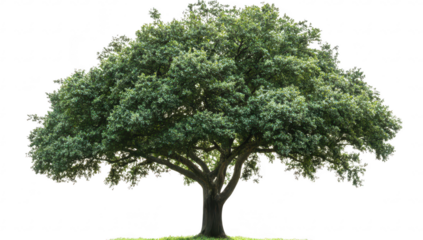 A majestic. lush green tree stands alone against a white background. its extensive foliage and sturdy trunk. symbolizing natures beauty and resilience