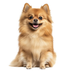 Obraz premium A cheerful Pomeranian dog sitting gracefully against a white background. its fluffy fur and bright expression. perfect for pet-related content or animal companionship themes