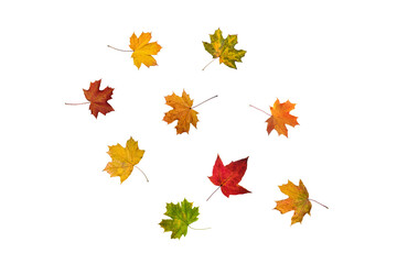 Arrangement of colorful maple leaves scattered on a white background in a circular pattern view
