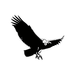 silhouette of a vulture vector on a white background