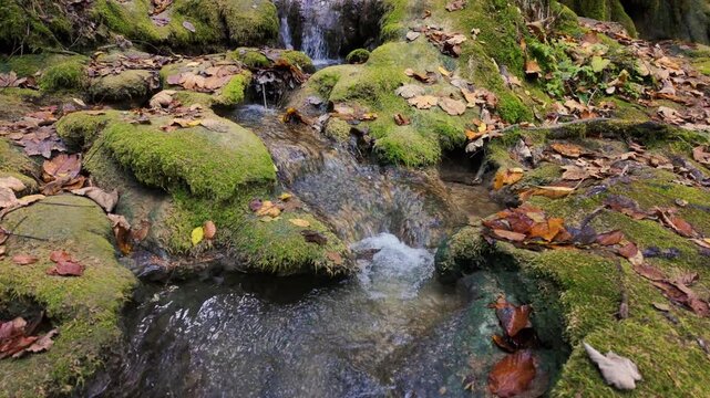 Mountain creek flowing through mossy rocks in slow motion, surrounded by autumn leaves and soft forest light
