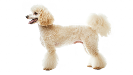 A well-groomed poodle stands elegantly against a bright white background. its fluffy coat and playful demeanor. perfect for pet-related content or advertisements