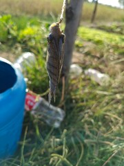 watering can in garden