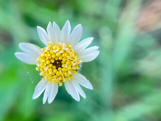 Obraz premium daisy flower closeup
