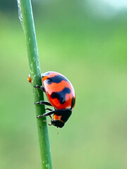 ladybug on a blade of grass  © NT
