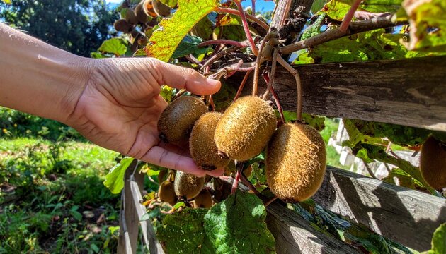 Gloved hand harvesting ripe kiwifruit from vine in backyard garden, symbol of care and cultivation, editorial style with fresh agricultural energy.