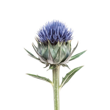 A blue thistle flower stands tall against a clean white background. its intricate petal structure and green leaves. perfect for botanical studies or floral design inspiration