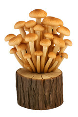 
Honey mushrooms growing on a tree stump, isolated on a transparent background