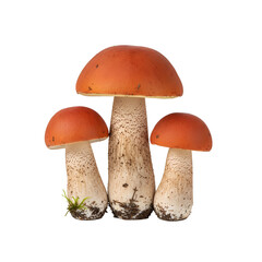 
Aspen mushrooms isolated on a transparent background