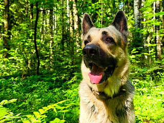 German Shepherd enjoying a sunny day in a lush green forest surrounded by trees and ferns