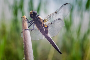 dragonfly on reed, highresolution image emphasizing dragonfly as sentinel within wetland ecosystem