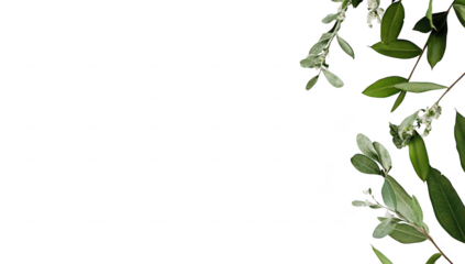 A serene composition featuring lush green leaves artistically arranged on a clean white wooden surface. creating a calming atmosphere ideal for nature-themed designs or backgrounds