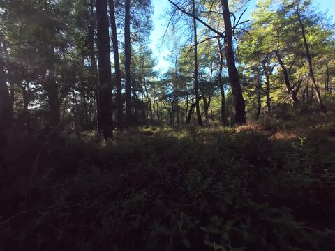 A 56 seconds story in Kursunlu Forest, Antalya. Captured with a drone.