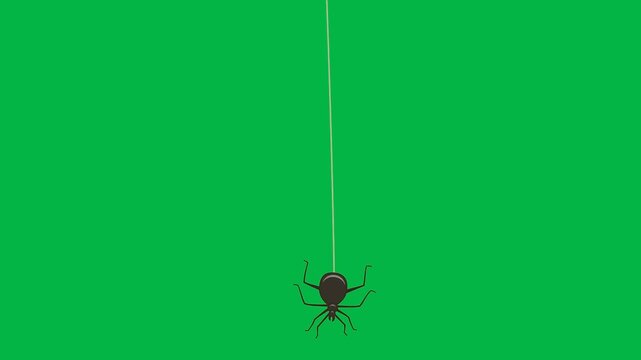 A small black spider hangs from a single thread on a green screen chromakey background in this 2d animated cartoon animation. Perfect for Halloween themes or creepy crawly effects with precise edge