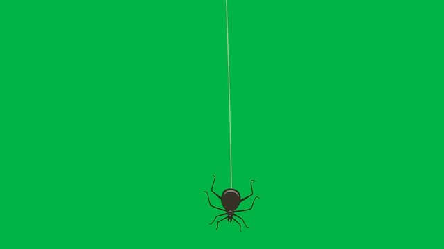 A black spider hangs motionless on a thin thread on a green screen chromakey background in this 2d animated cartoon animation. Great for static creepy inserts or horror title sequences needing